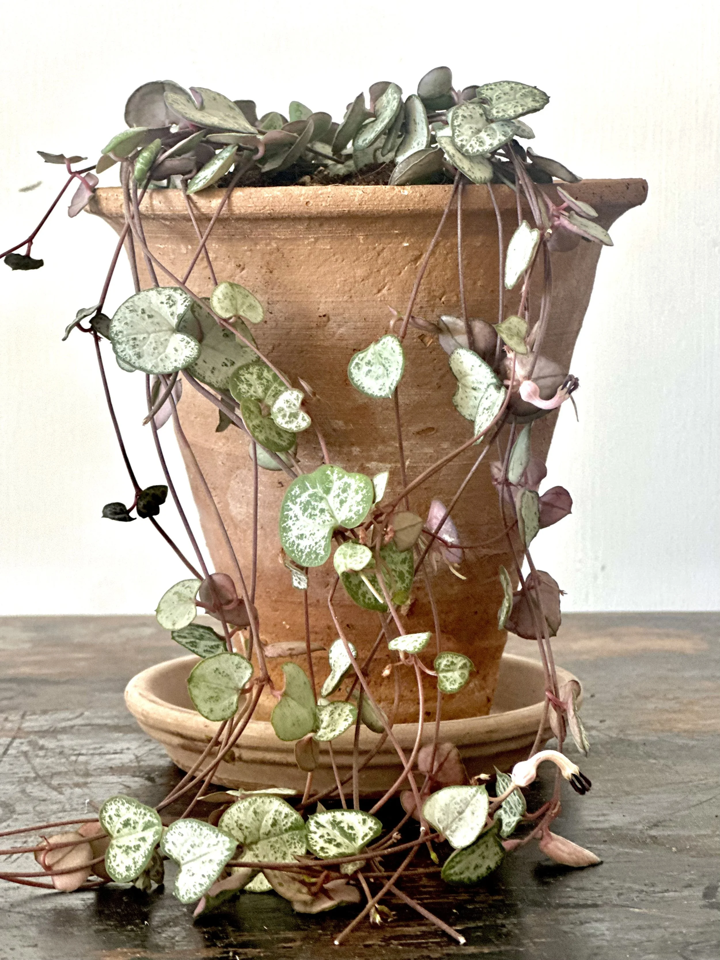 Ceropegia woodii - String of Hearts
