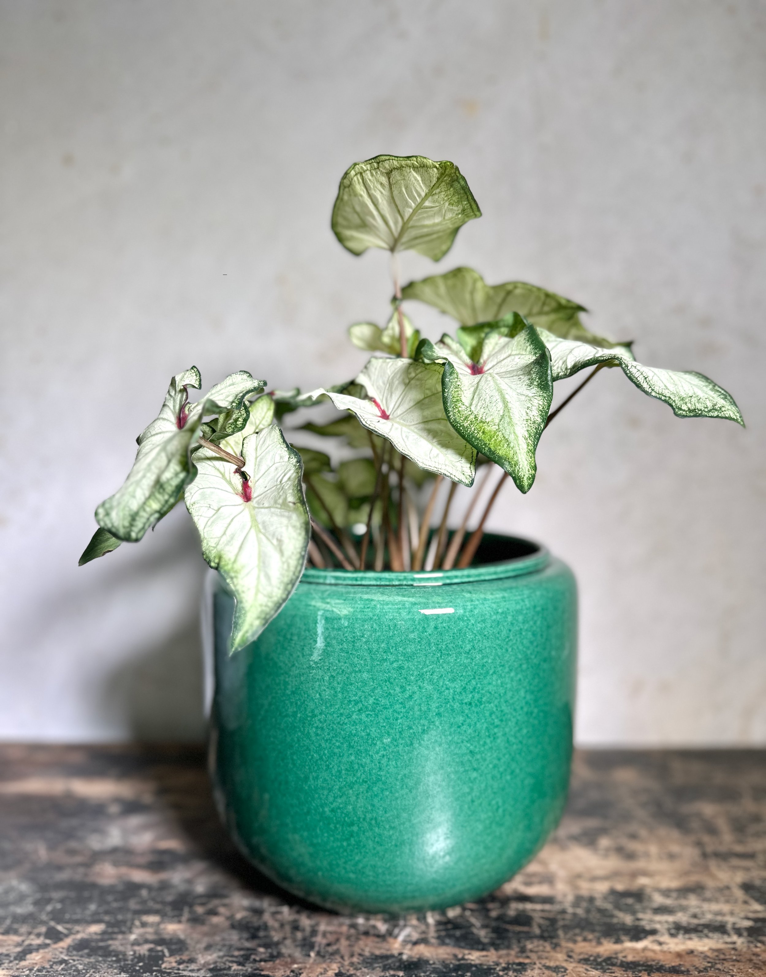 Dark green glazed houseplant pot with Syngonium