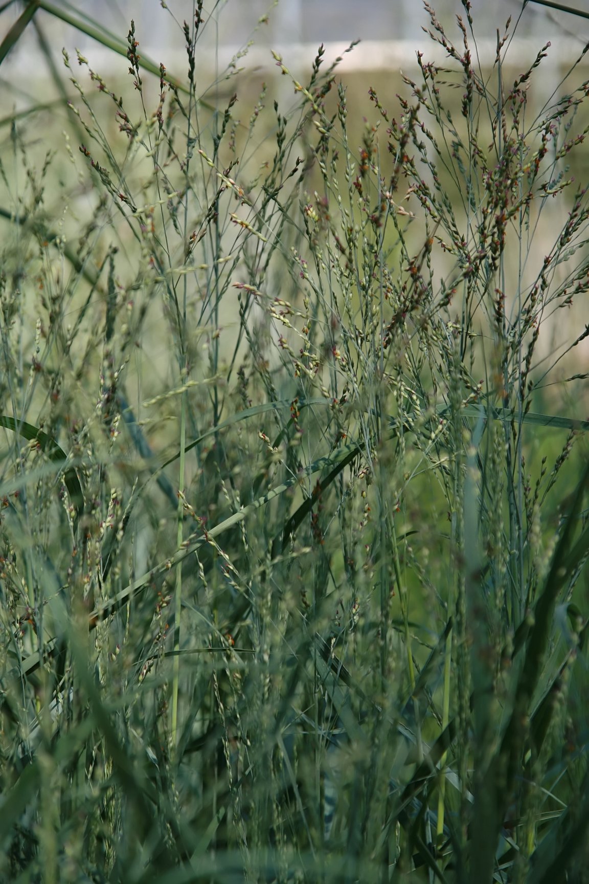 Panicum_virgatum_Heavy_Metal_3zz.jpg