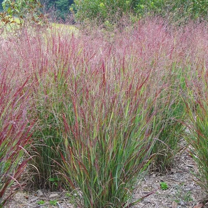 Shenandoah Switch Grass - Panicum virgatum 'Shenandoah' — Wild Roots ...