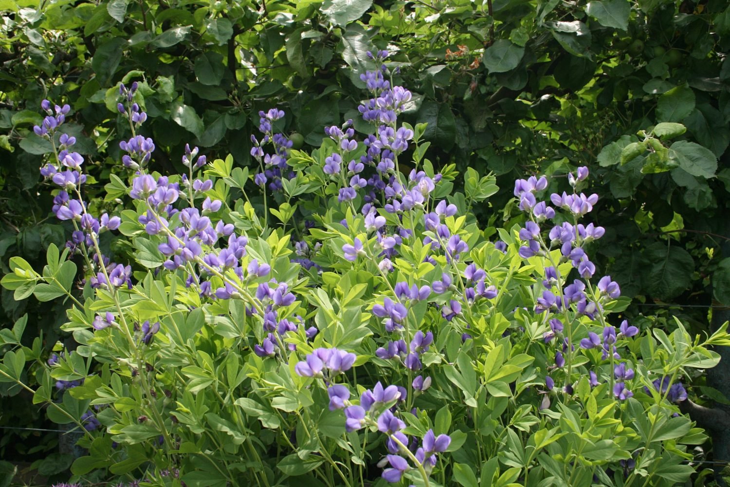 Baptisia_australis.jpeg