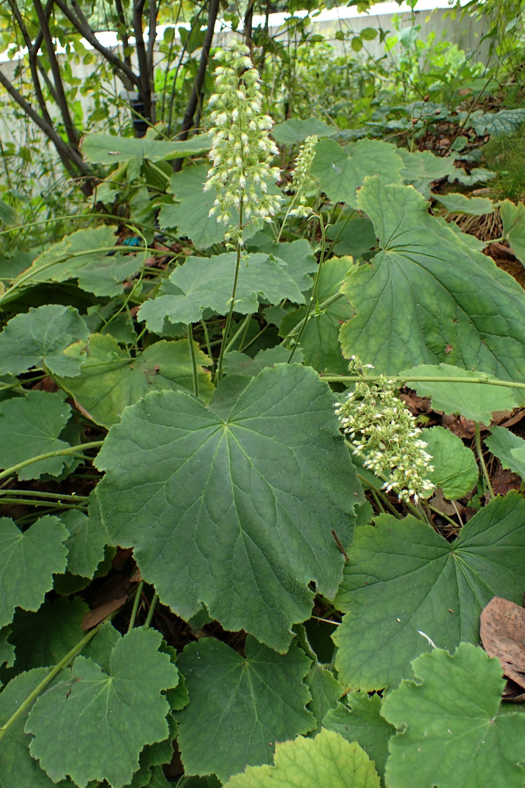 Heuchera_villosa_Autumn_Bride_kz3-scaled.jpeg