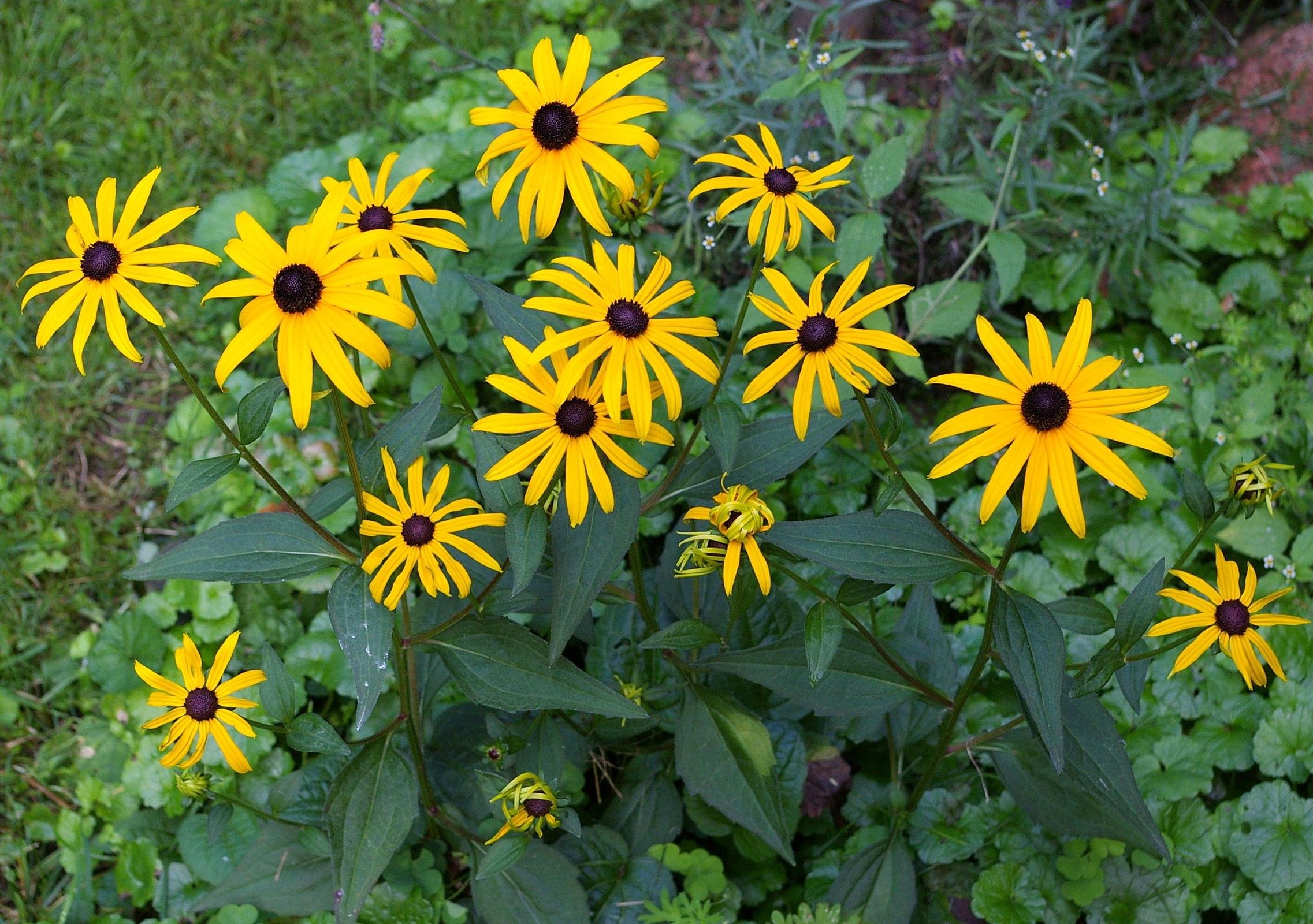 Black Eyed Susan Rudbeckia Fulgida Goldsturm Wild Roots South Black Eyed Susan Rudbeckia Fulgida Goldsturm Wild Roots South
