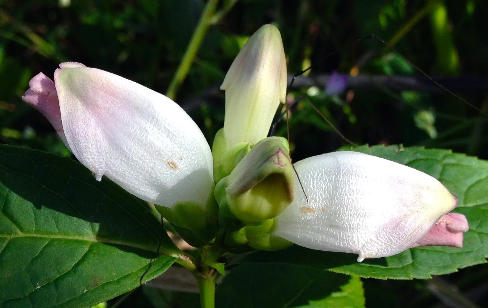 White Turtlehead - Chelone glabra — Wild Roots · South Jersey