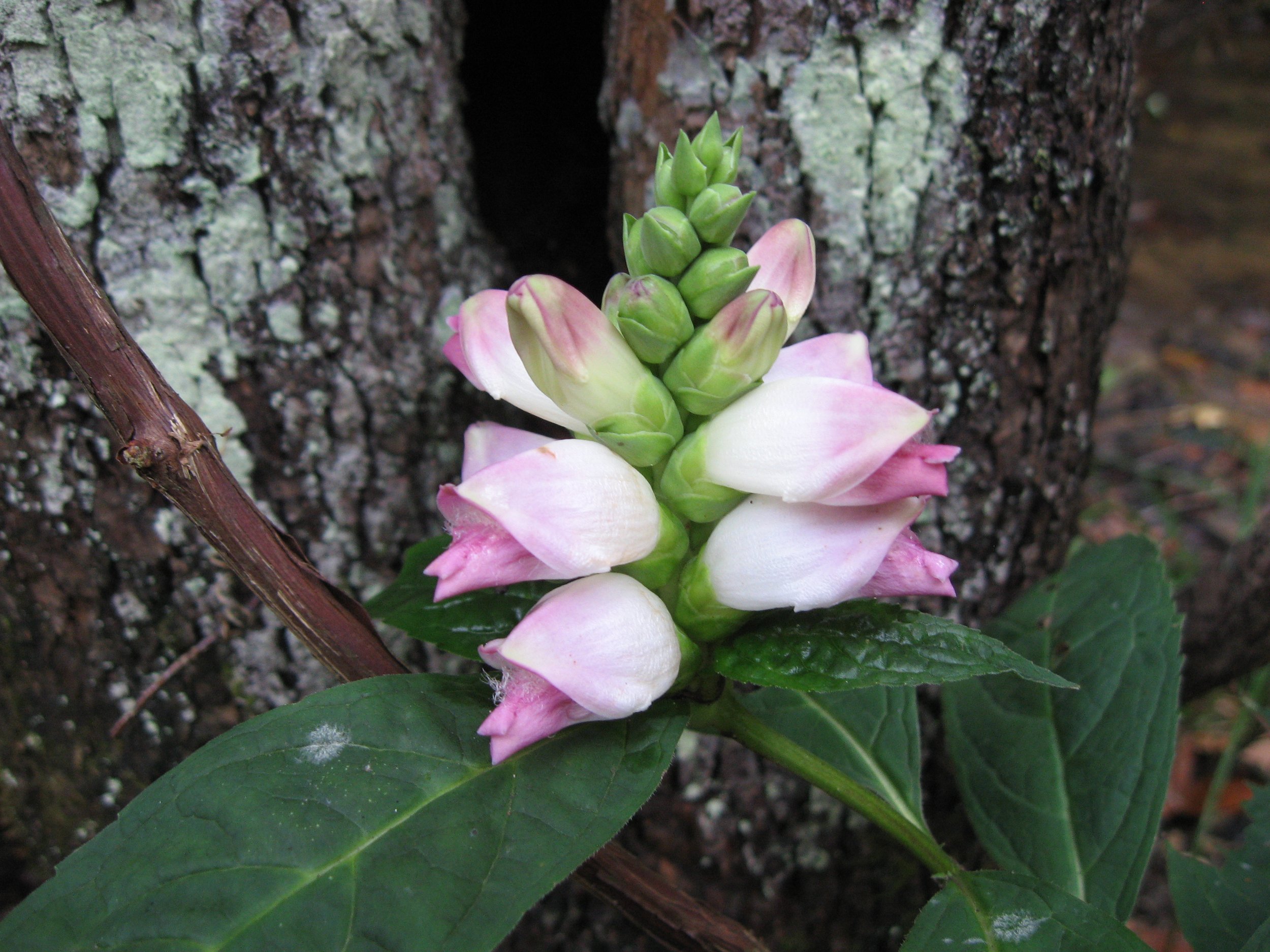 Chelone_glabra_Red_River_Gorge.jpeg