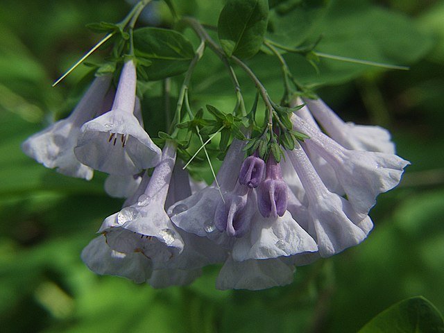 Mertensia_virginica_(pale_blue),_2023-04-22,_Trillium_Trail,_03.jpeg
