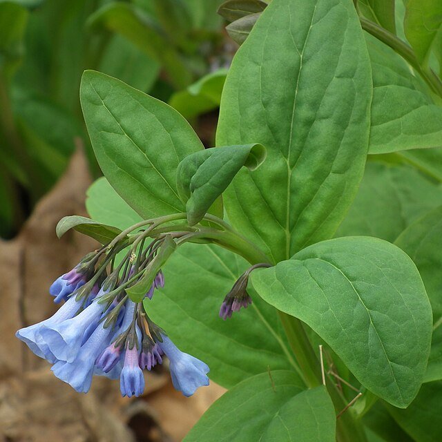 Mertensia_virginica,_2023-04-07,_Trillium_Trail,_02.jpeg