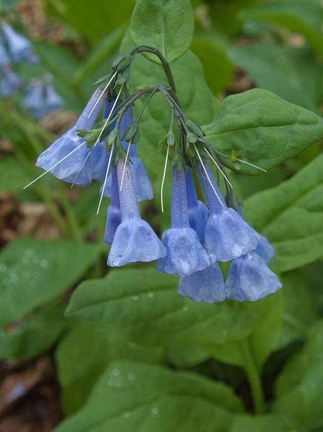 Mertensia_virginica,_2023-04-22,_Trillium_Trail,_01.jpeg
