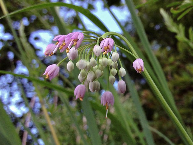 Allium_cernuum_-_Nodding_Onion_3.jpeg