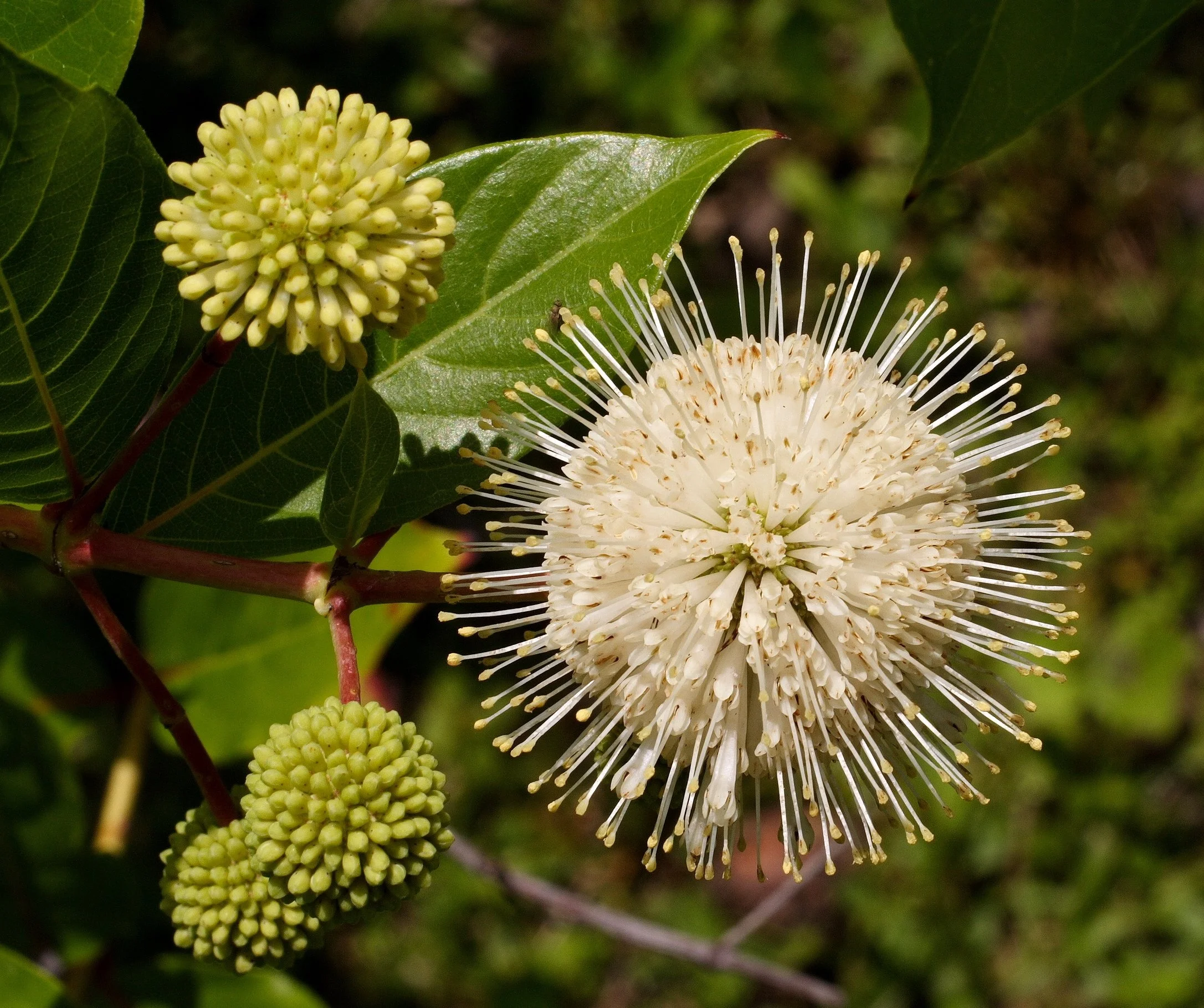 The circular white bloom of a button bush native shrub.