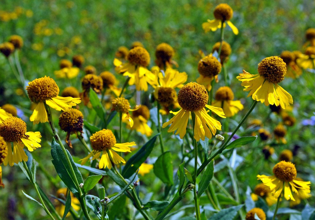 Merchantville Native Plant Sale