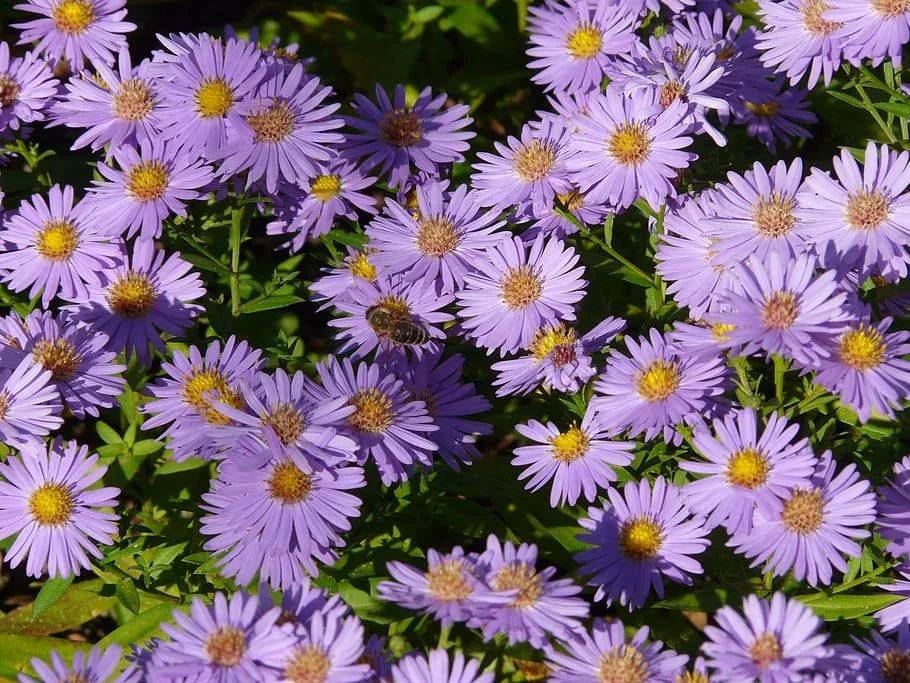 Meditation Garden Fundraiser Plant Sale