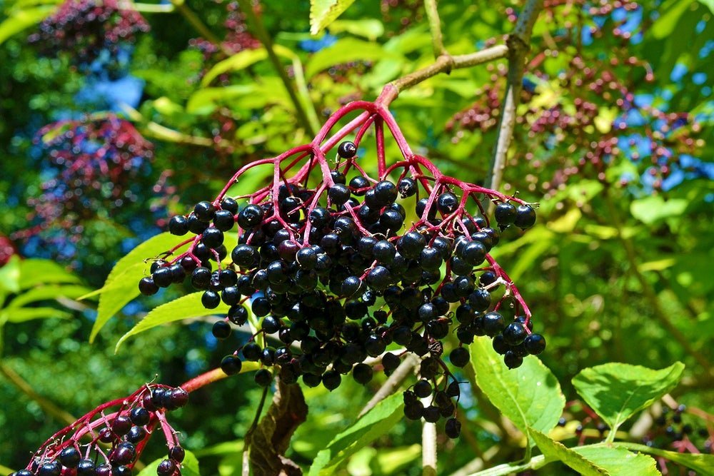 elderberries_sambucus_nigra_0-image-kybbms6q.jpeg