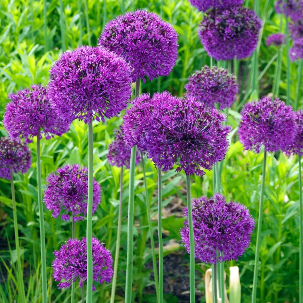 purplesensation.webp