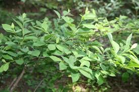 Lindera benzoin2.jpg