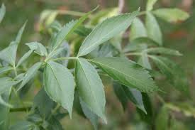 sambucus.jpeg