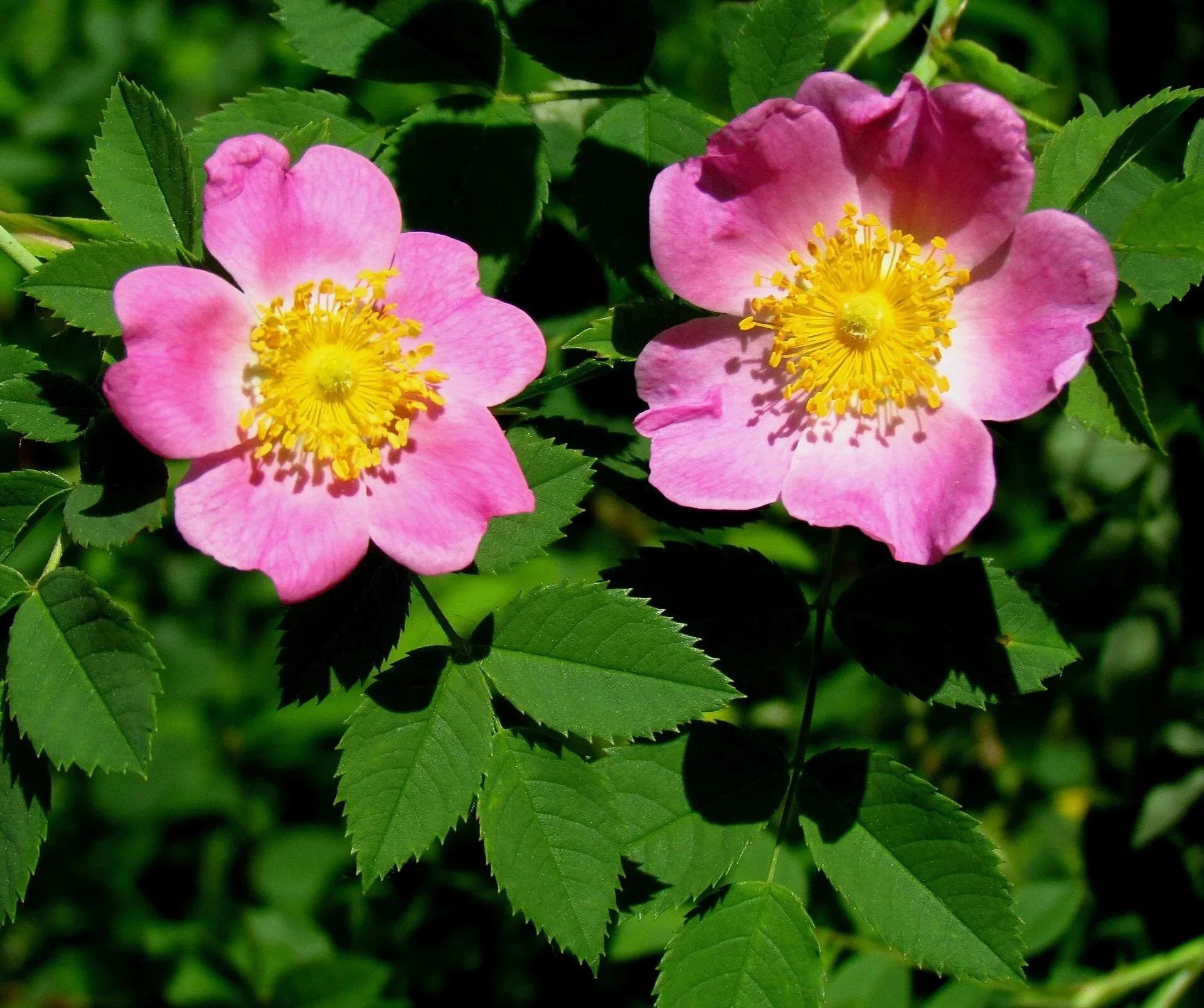 Carolina rose with pink flowers, taken by By D. Gordon E. Robertson