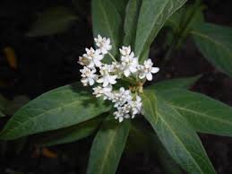 asclepias ice ballet.jpg
