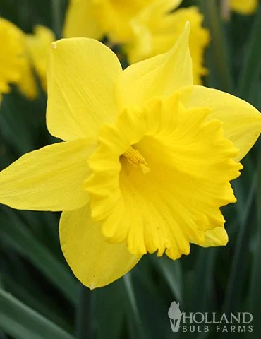 82108-dutch-master-daffodil.jpg