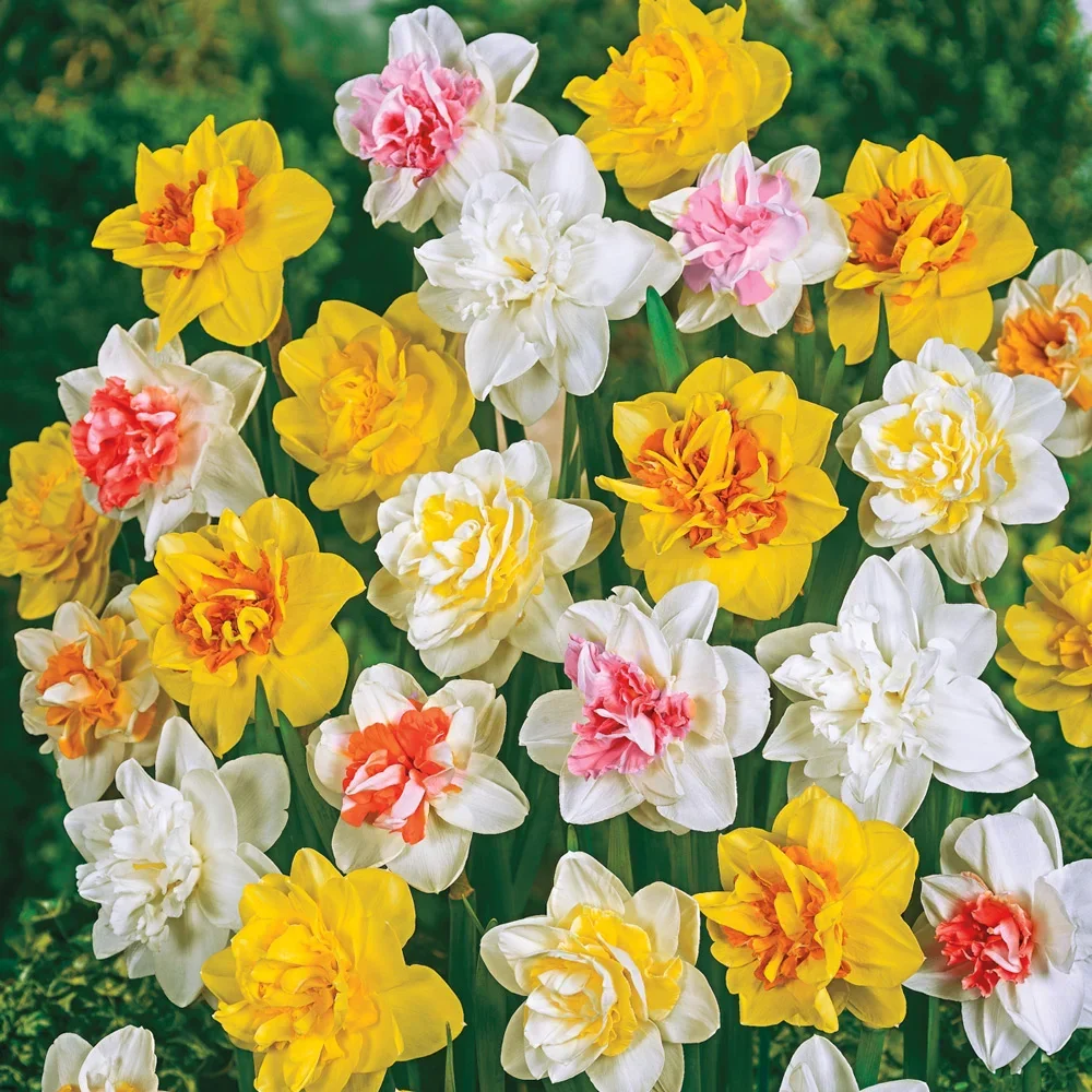 double-daffodil.webp