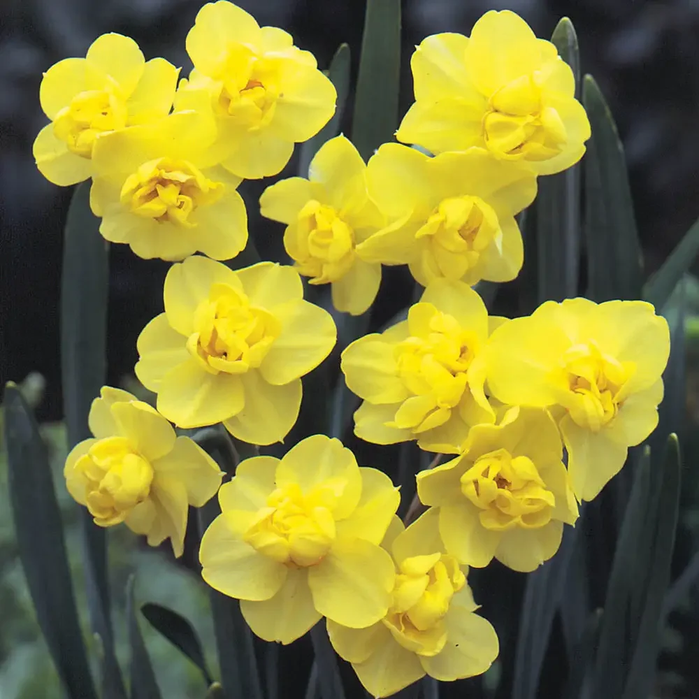 doubledaffodil.webp