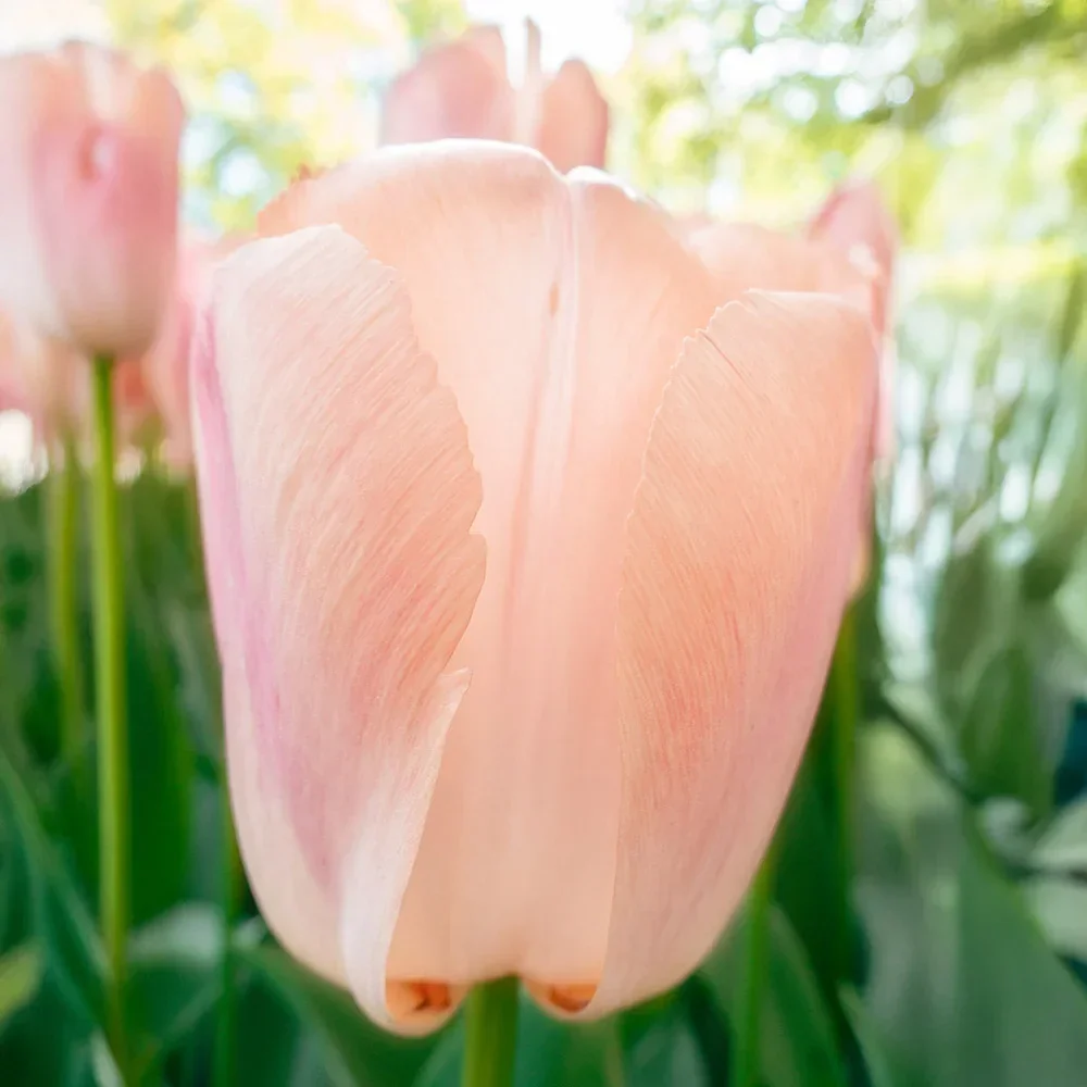 darwinhybridtulip.webp