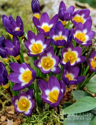 83119-tricolor-specie-crocus.jpg