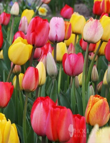 88252-mixed-triumph-tulips.jpg