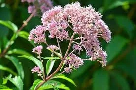 eutrochium fistulosum.jpg