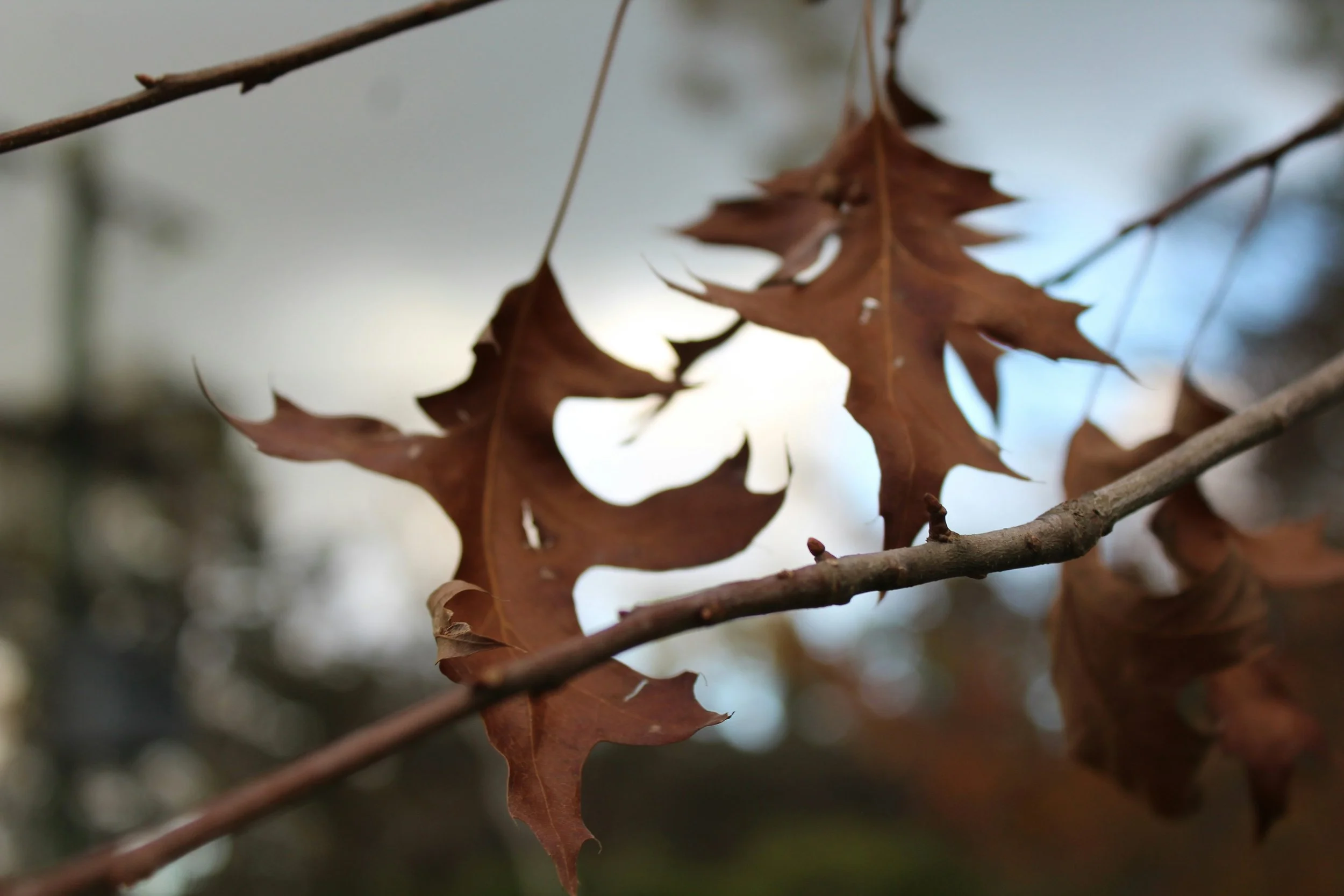 Pin oak leaves, ready to fall