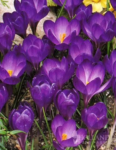 purplecrocus.jpg
