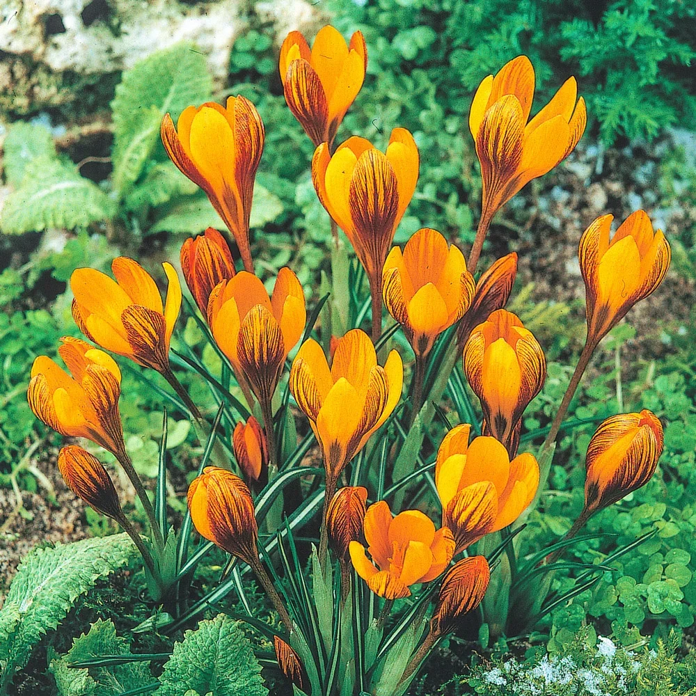 orangecrocus.webp