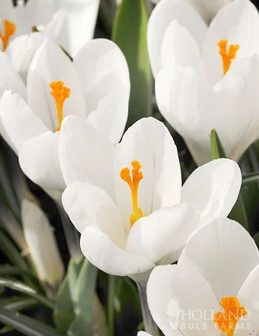 whitecrocus.jpg