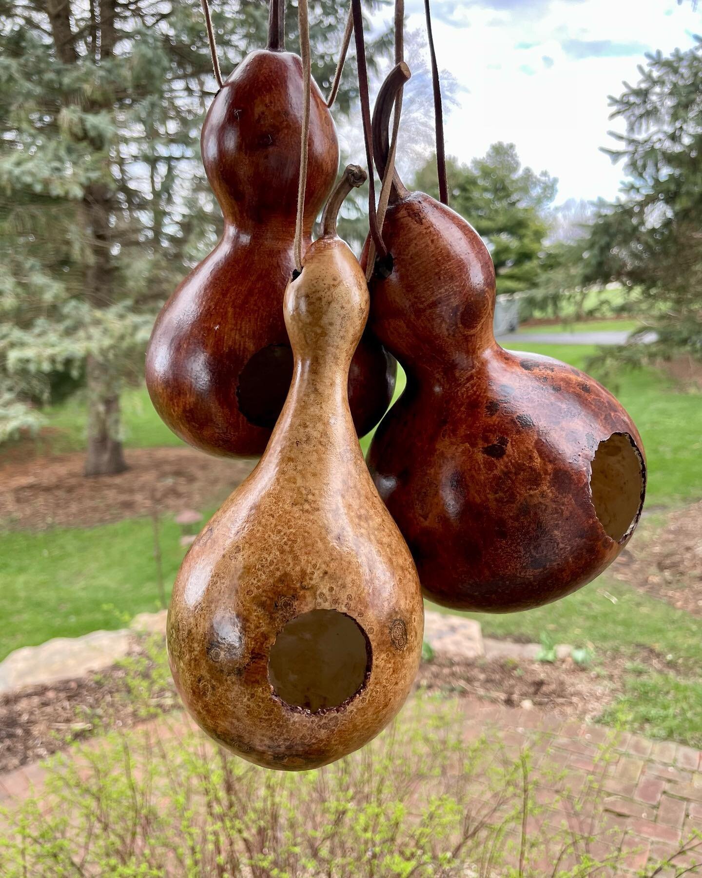 Lots of indoor projects happen this month! Along with seed starting, we will prep the birdhouse gourds for early Spring sales. They are a beautiful addition to any garden. And, we are always trying to make a welcoming place for our feathered friends 