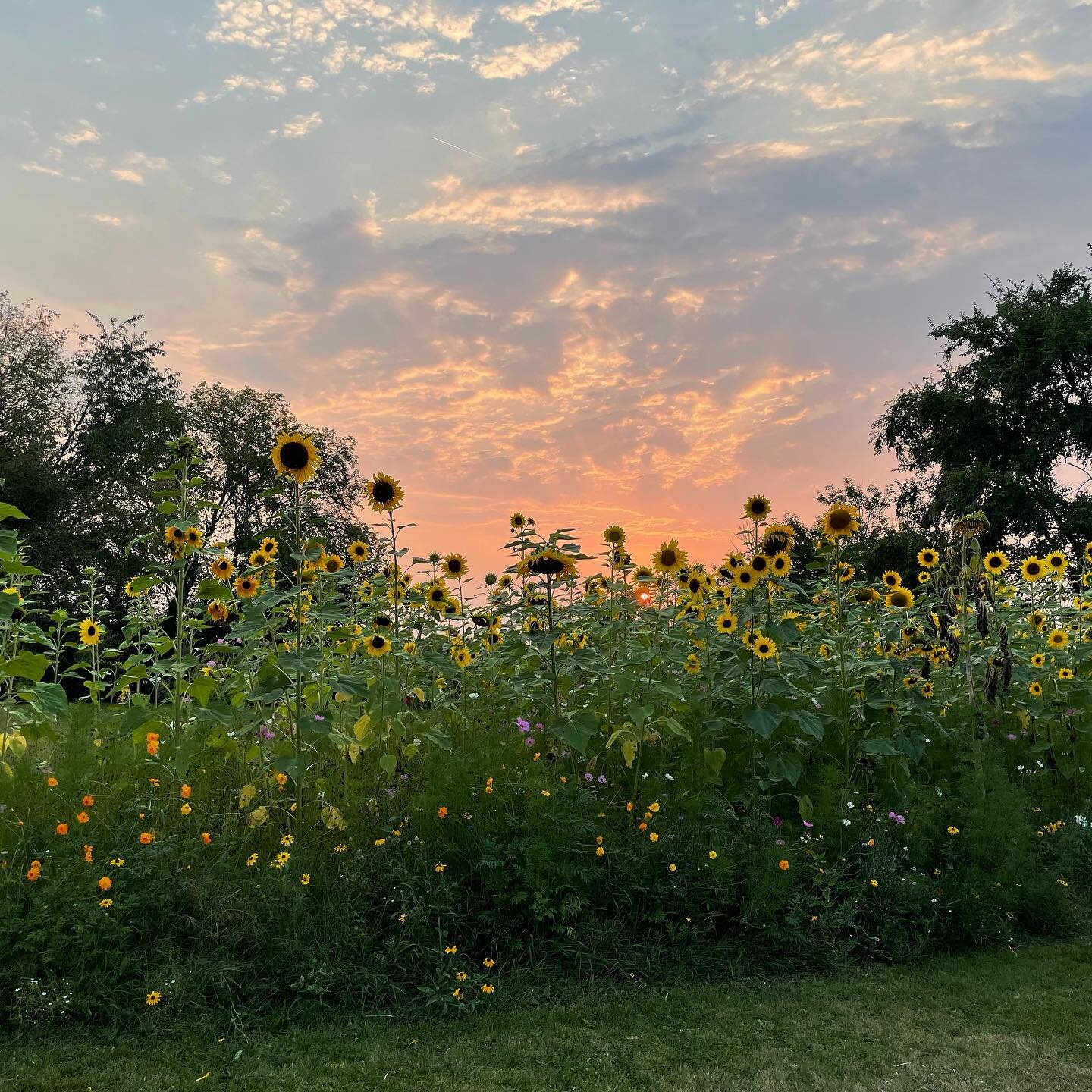 Looking forward to summer nights on the farm 🌻🌻
 We have lots of big growing plans on the books!
Hope you are planning to visit this season!
 🌻Sunflower Saturday 🌻

#sunflowerfield #wildflowers #sunflowerphotography #flowerohotography #sunflowerp