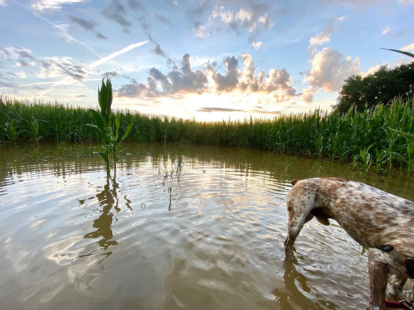 Swampy dog butts at sunset

#dogsofinstagram #photographer #dogmom #cattledog #australianshephers #hiking #intheberkshires #sunset #iphonephotos #nature #massachusetts