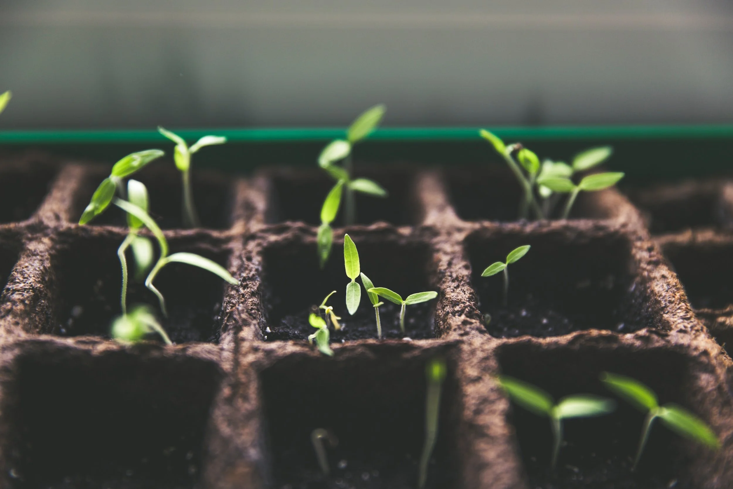 7 Reasons to Grow Your own organic vegetable garden