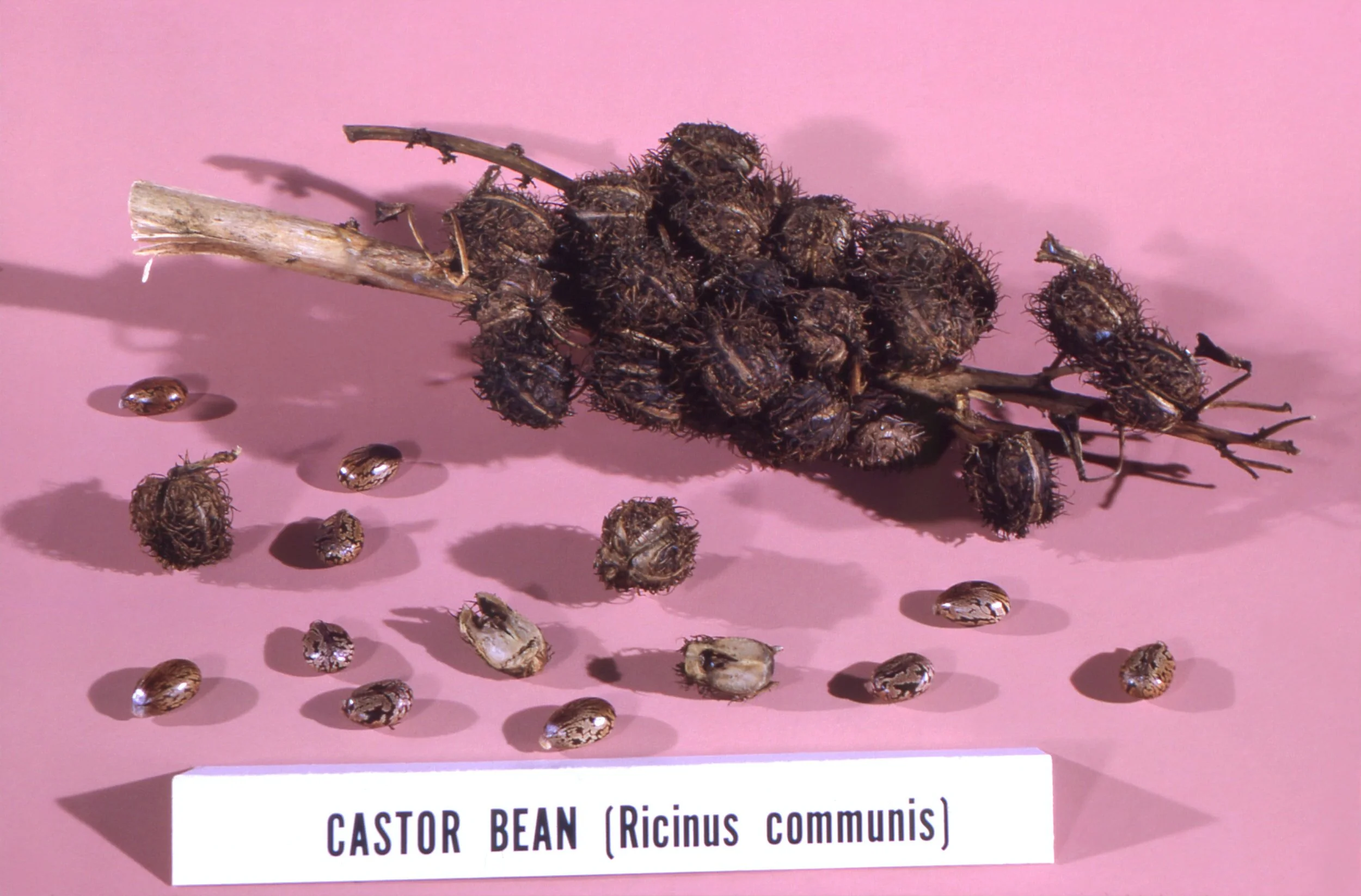 Harness the Healing Power of Castor Oil Packs 