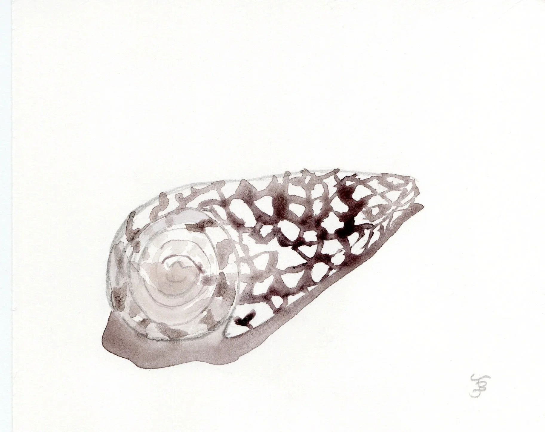 sea+shell+3.jpg