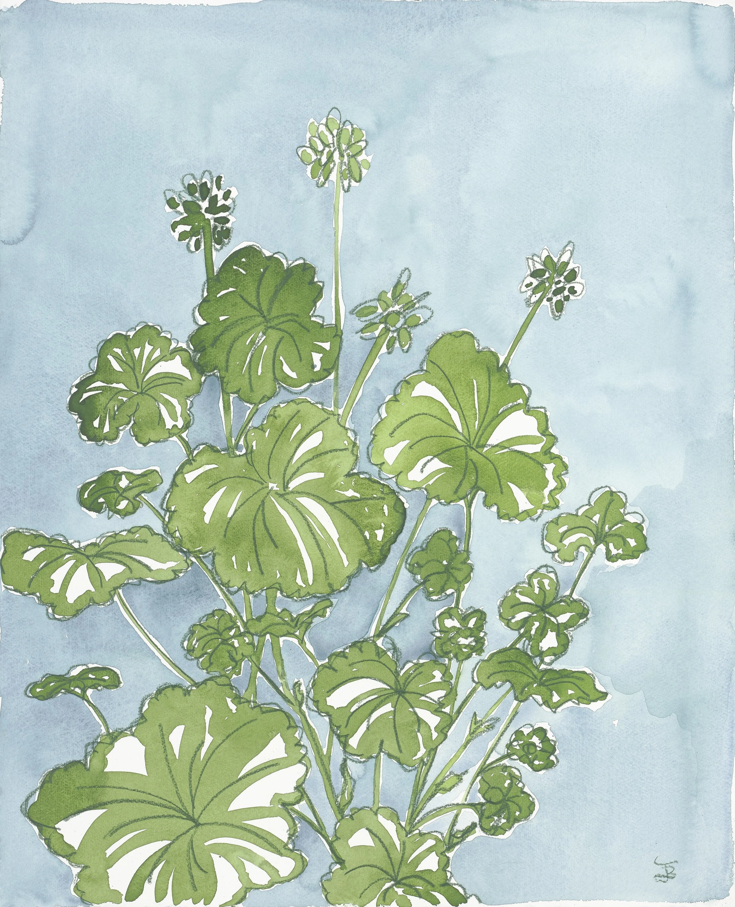 Geranium large.jpg