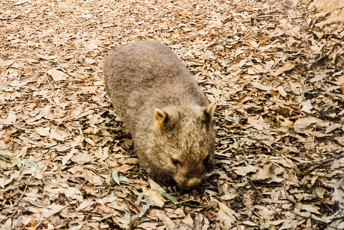 A wombat walking on a ground covered with dry leaves.