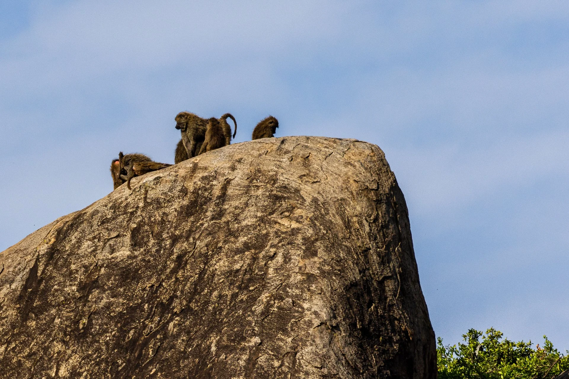 Baboons on Pride Rock