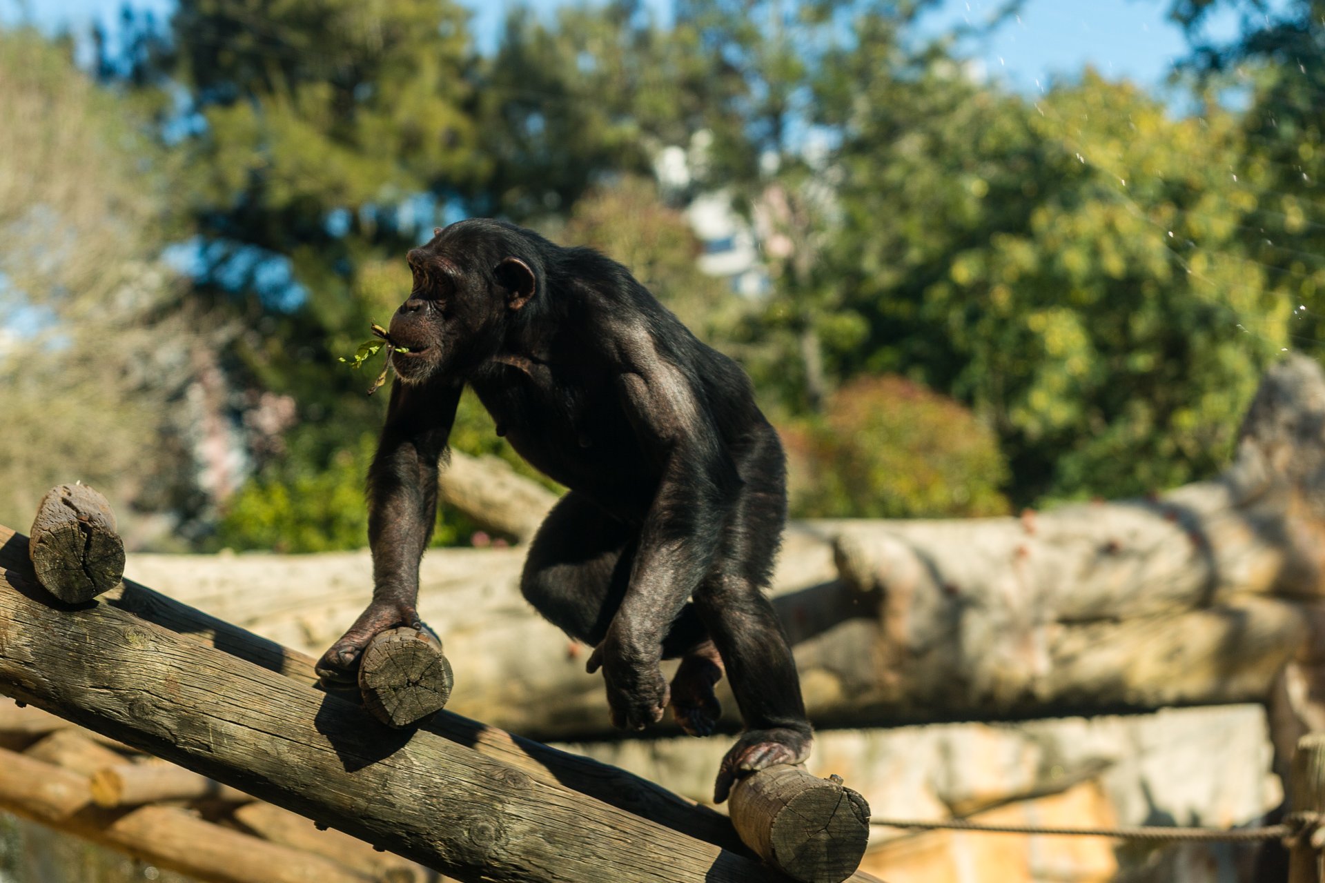 Chimpanzees-20211203-077.jpg