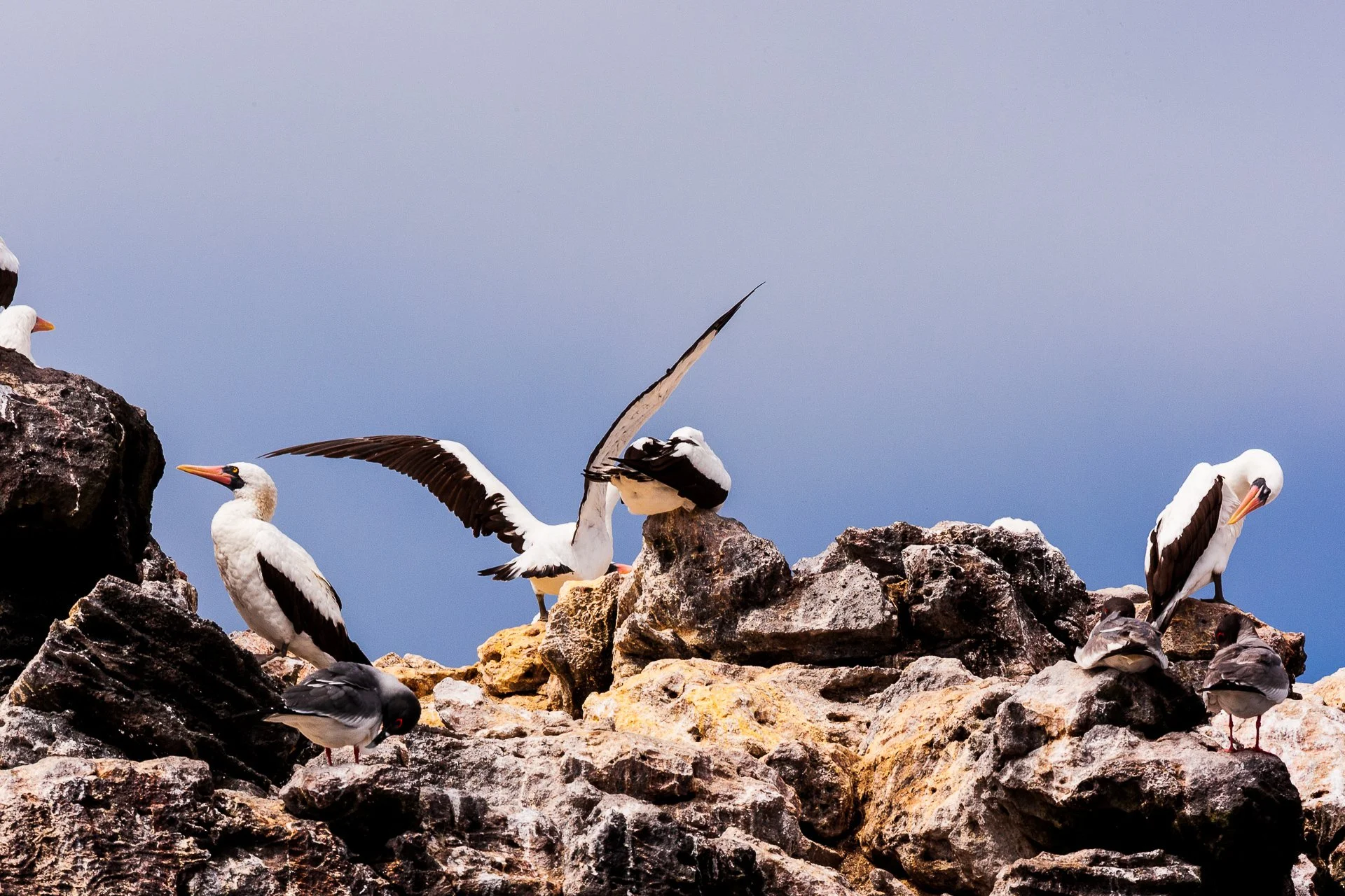 Punta Pitt Seabirds