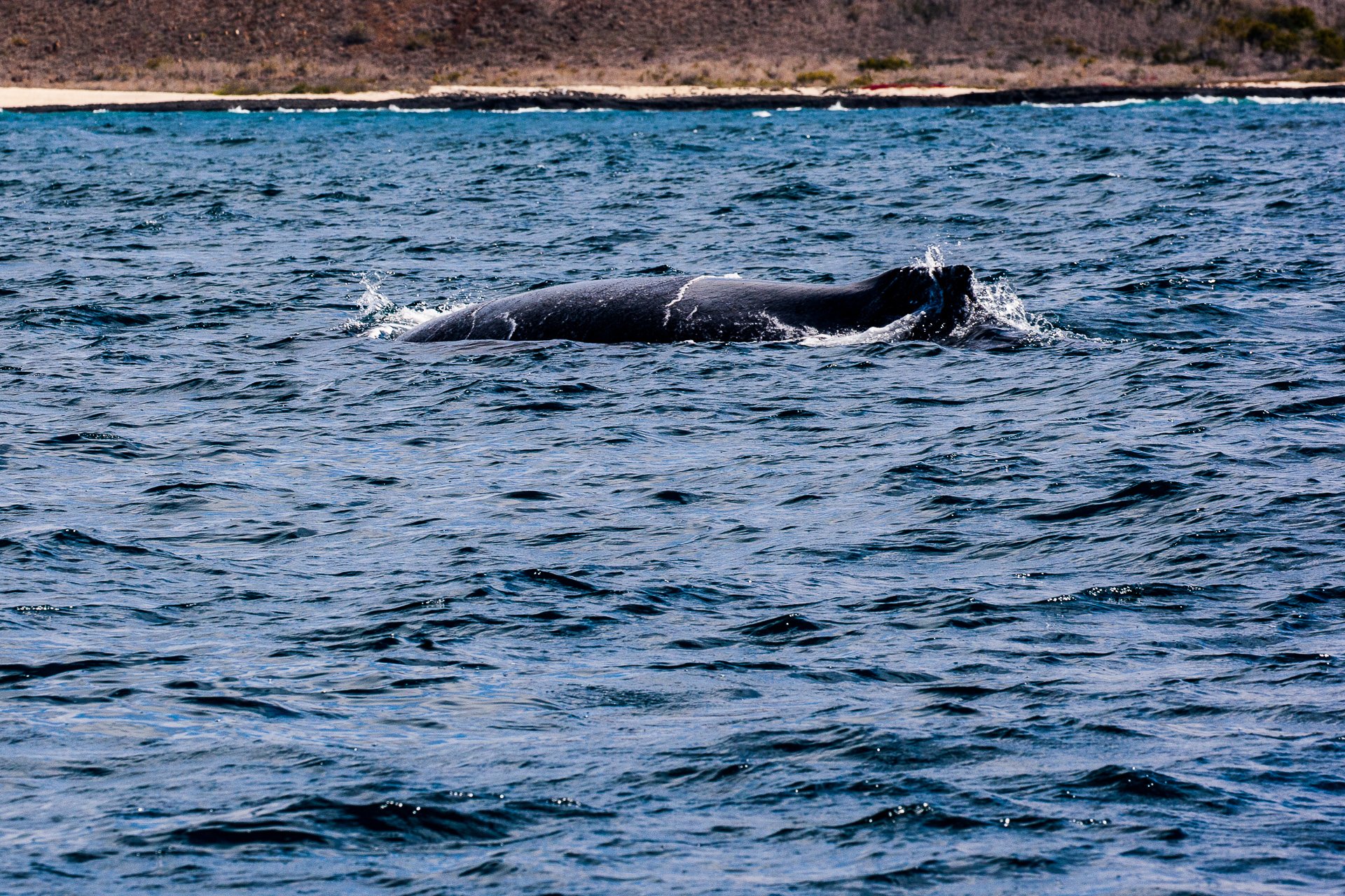 Humpback Whale-0001-2.jpg