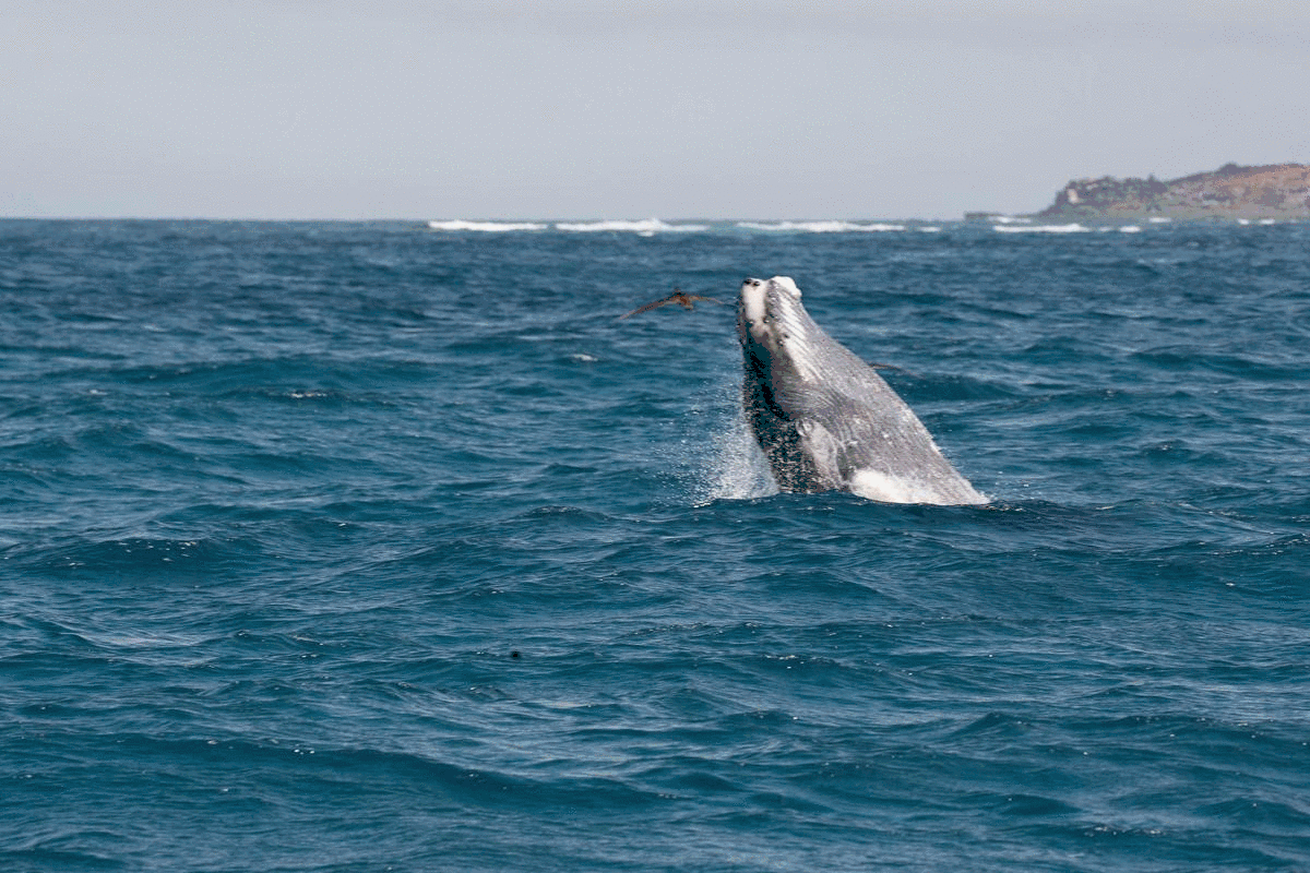 Animation of the breaching whale
