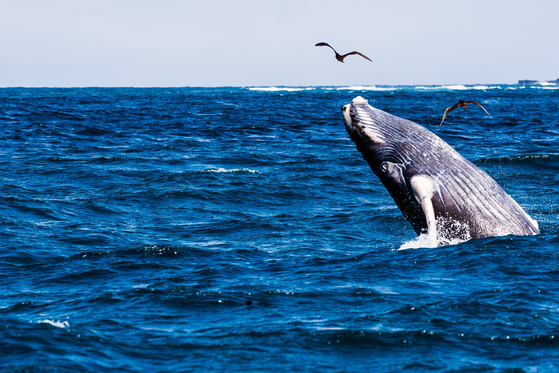 Humpback Whale-0001.jpg