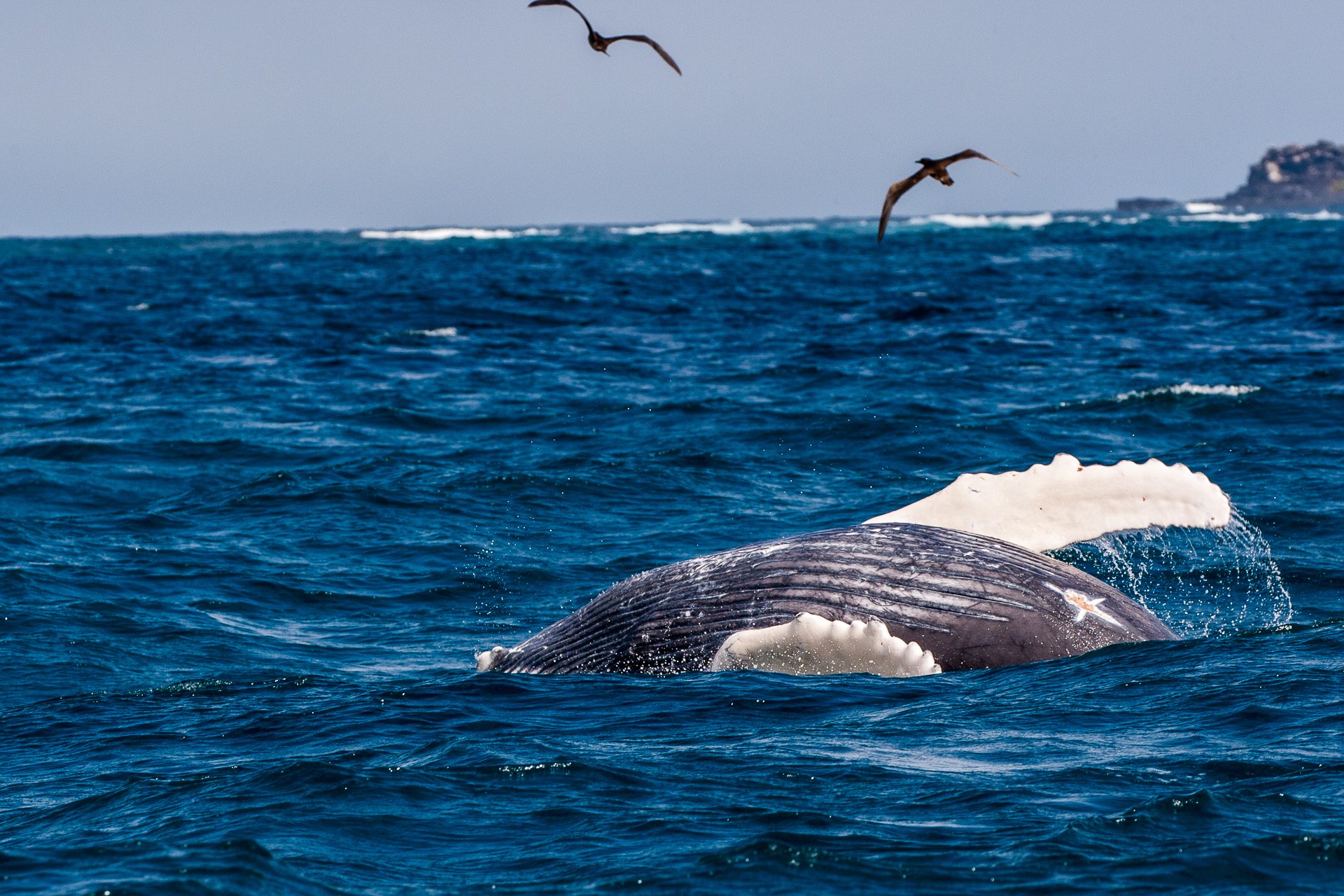 Humpback Whale-0002.jpg