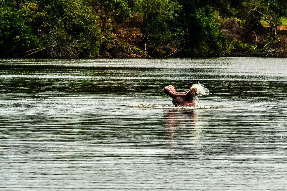 Hippo breaching the lake