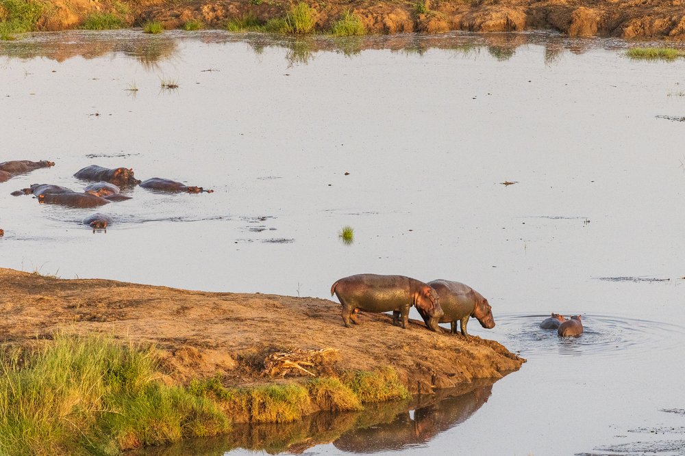 Hippos at the watering hole